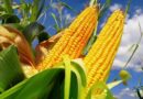Mercado de milho no Brasil registra negócios lentos e leve alta nos preços