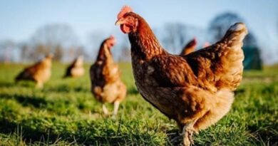 Preços do frango recuam no atacado diante de excesso de oferta no mercado brasileiro