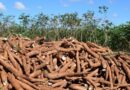 Preços da mandioca acumulam nove semanas de queda com oferta elevada no mercado brasileiro