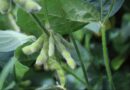 Safra 2026/27: risco de El Niño e custos elevados tornam escolha da cultivar decisiva para a soja