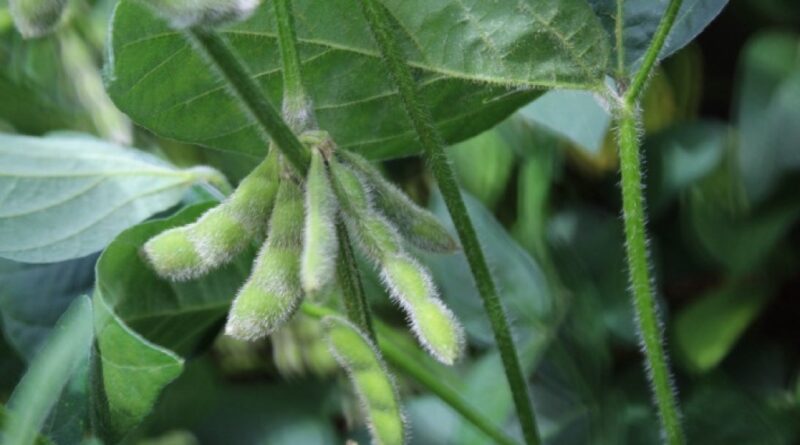 Safra 2026/27: risco de El Niño e custos elevados tornam escolha da cultivar decisiva para a soja