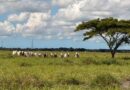 Manejo do pasto antes da seca é decisivo para garantir produtividade da pecuária até outubro