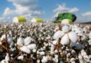 Mercado de algodão perde ritmo com demanda enfraquecida e registra poucos negócios no Brasil