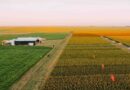 Sorgo avança no MATOPIBA e se consolida como alternativa estratégica para enfrentar desafios climáticos