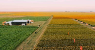 Sorgo avança no MATOPIBA e se consolida como alternativa estratégica para enfrentar desafios climáticos