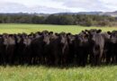 DATAGRO lança novo indicador do boi gordo no Rio Grande do Sul e amplia cobertura do mercado pecuário