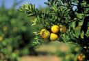 Greening avança na citricultura brasileira e reduz safra de laranja em até 14,7% no cinturão citrícola