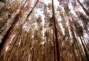 Agronegócio pode liderar expansão das florestas no Brasil e fortalecer agenda climática global, aponta estudo