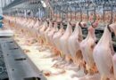 Exportação de frango bate recorde e receita mensal ultrapassa R$ 5 bilhões