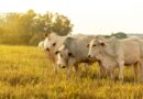Rastreabilidade fortalece competitividade da pecuária brasileira e amplia acesso a mercados internacionais