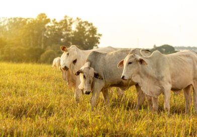 Rastreabilidade fortalece competitividade da pecuária brasileira e amplia acesso a mercados internacionais