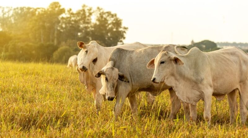 Rastreabilidade fortalece competitividade da pecuária brasileira e amplia acesso a mercados internacionais
