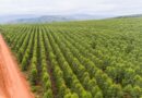 Brasil projeta mercado de R$ 705 bilhões com integração entre agronegócio e floresta